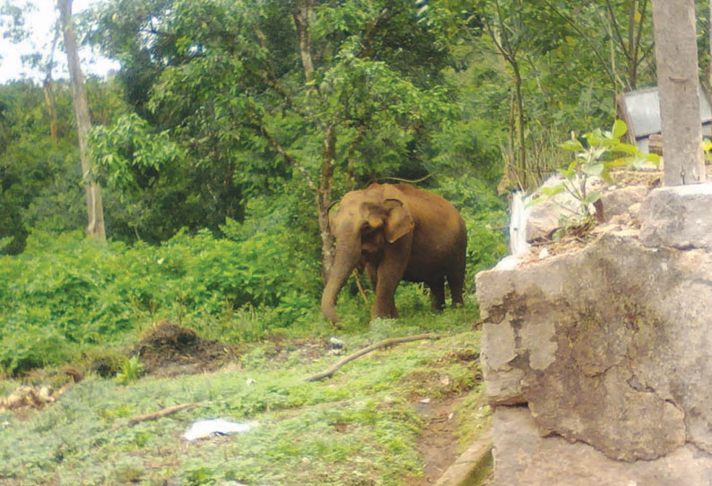 கோவையில் தொடரும் அட்டகாசம்: ஊருக்குள் புகுந்த காட்டுயானை வனப்பகுதிக்குள் விரட்டியடிப்பு