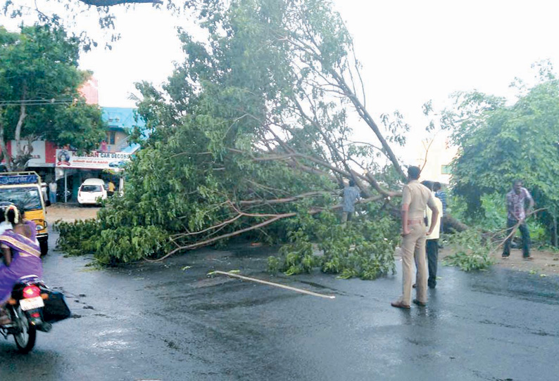 அரூரில் பலத்த சூறைக்காற்று மரங்கள், மின்கம்பங்கள் சாய்ந்தன