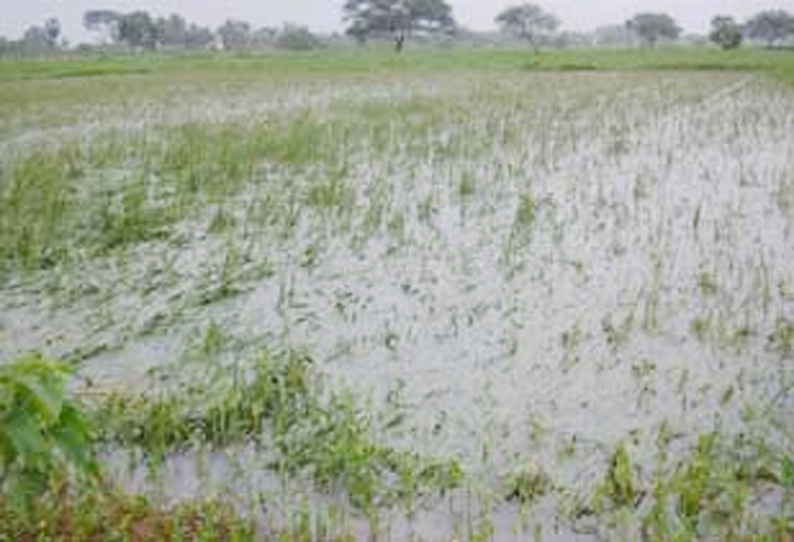 பலத்த மழை: அறுவடைக்கு தயாரான நெற்பயிர்கள் தண்ணீரில் மூழ்கின விவசாயிகள் கவலை