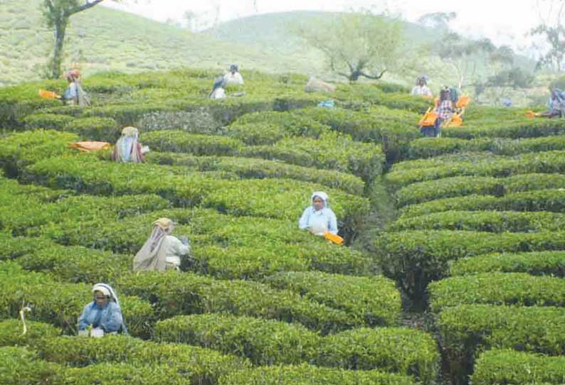 பச்சைத்தேயிலைக்கு கொள்முதல் விலை வழங்காமல் முன்தொகை வழங்கும் தொழிற்சாலைகள் மீது நடவடிக்கை