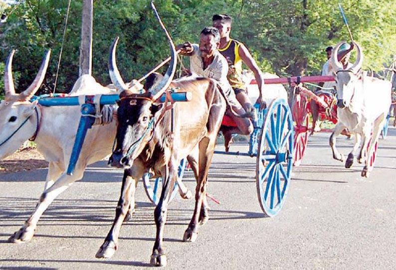 பாகனேரி, கல்லல் பகுதிகளில் மாட்டு வண்டி பந்தயம்