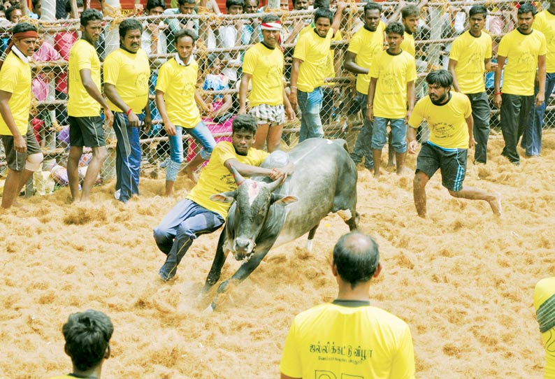 ஜல்லிக்கட்டு: அடங்காமல் திமிறிய காளைகள்; அடக்கி காட்டிய காளையர்கள்