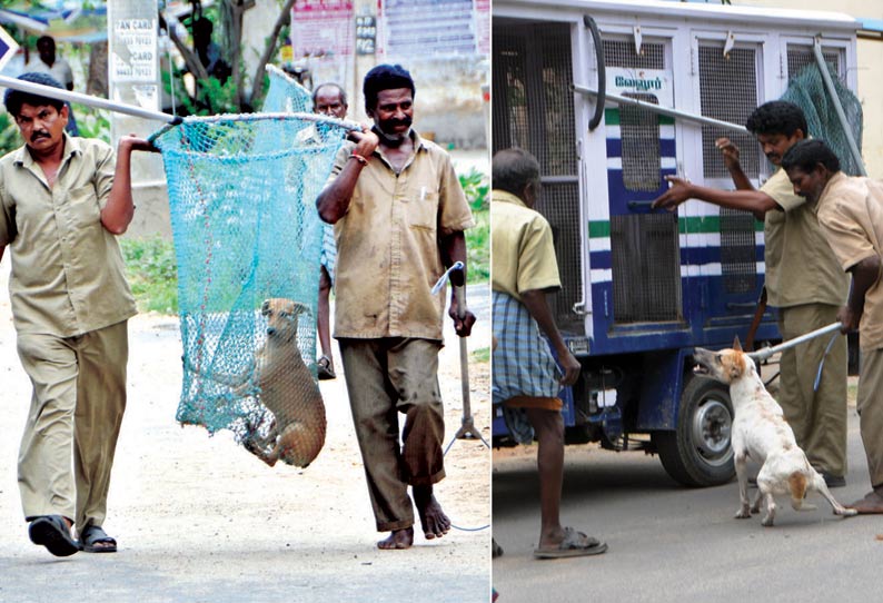 வேலூர் கலெக்டர் அலுவலகத்தில் நாய்களை விரட்டி பிடித்த மாநகராட்சி ஊழியர்கள்