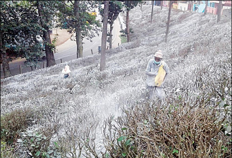 மழை காரணமாக தேயிலை தோட்டத்தில் மண்ணை பதப்படுத்தி பராமரிப்பு விவசாயிகள் தீவிரம்