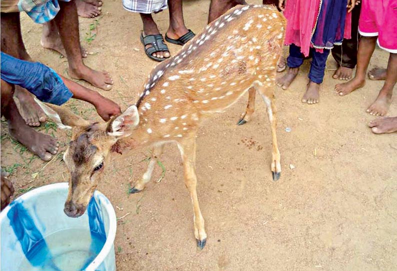 தண்ணீர் தேடி கிராமத்துக்குள் வந்த மான் வனத்துறையினரிடம் ஒப்படைப்பு