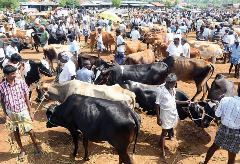 மாடுகள் வாங்க வந்த கர்நாடக வியாபாரிகளை சத்தியிலேயே தடுத்து திருப்பி அனுப்பிய போலீசார்