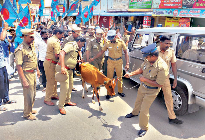 மத்திய அரசை கண்டித்து கன்றுக்குட்டி அறுக்கும் போராட்டம் நடத்த முயற்சி