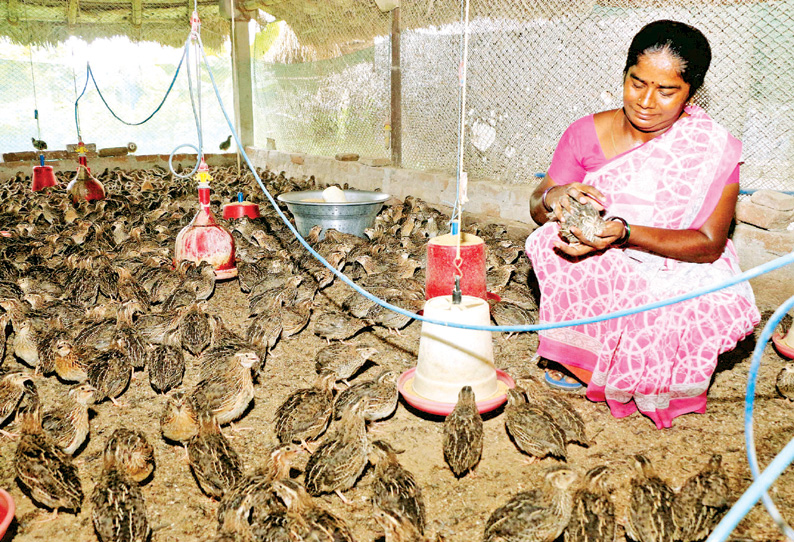 காடை  வளர்த்தால்  காசு  கொட்டும்