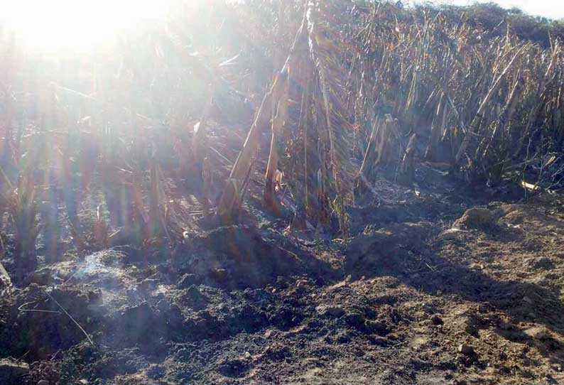 தோட்டங்களில் பயங்கர தீ விபத்து தென்னை, பனை மரங்கள், வாழைகள் கருகின