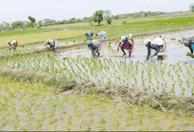 அணையில் தண்ணீர் இல்லை: காவிரி டெல்டா மாவட்டங்களில் குறுவை சாகுபடி பாதியாக குறைந்தது