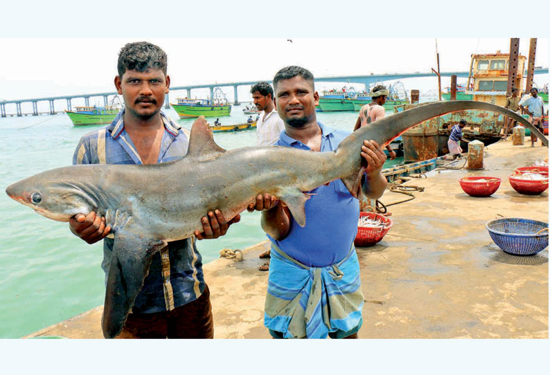 பாம்பன் மீனவர்களின் வலையில் சிக்கிய அரிய வகை ‘கடல் அணில்’