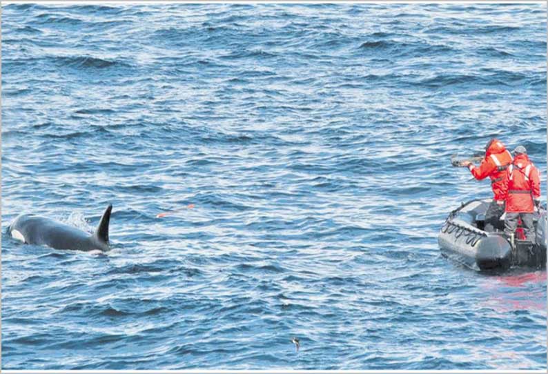 கடல்வாழ் உயிரினங்களின் அழிவைக் கணிக்க திமிங்கலத்தைக் கொண்டு ஆய்வு