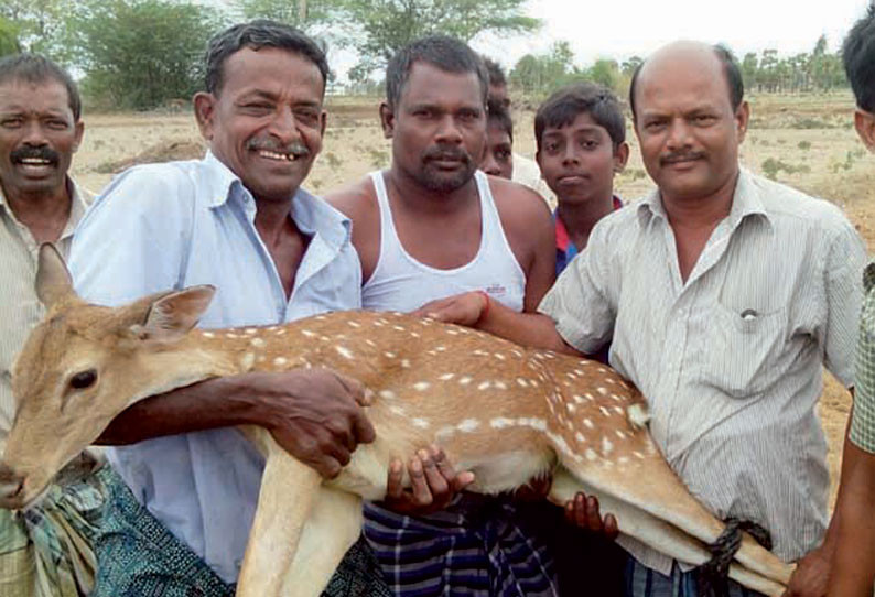 கிணற்றில் விழுந்த மான் உயிருடன் மீட்பு