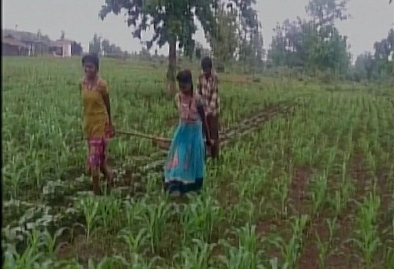 வறுமை காரணமாக மகள்களை ஏரில் பூட்டி நிலத்தை உழுத விவசாயி