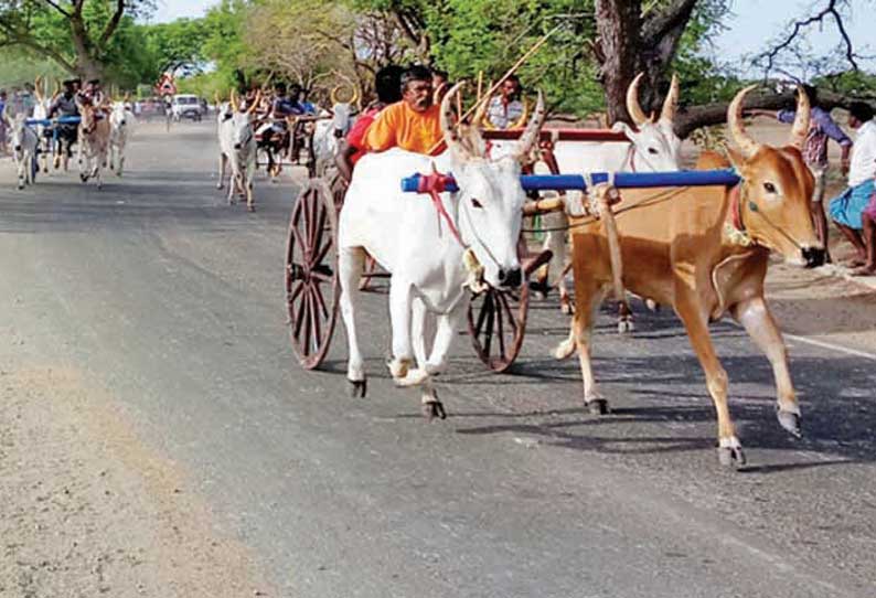 கோவில் திருவிழாவை முன்னிட்டு மாட்டு வண்டி பந்தயம்