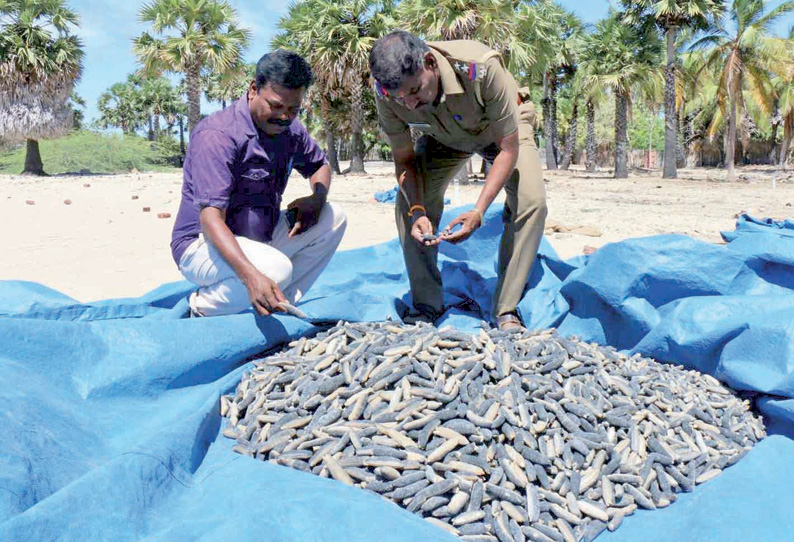 ராமேசுவரத்தில் தென்னந்தோப்பில் 400 கிலோ கடல் அட்டைகள் பறிமுதல்