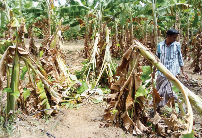 தாளவாடி அருகே தோட்டத்துக்குள் புகுந்து 2 யானைகள் அட்டகாசம்