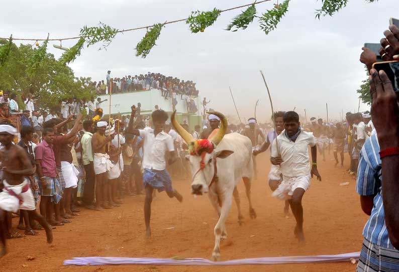 தரகம்பட்டி அருகே மாடுகள் மாலை தாண்டும் நிகழ்ச்சி