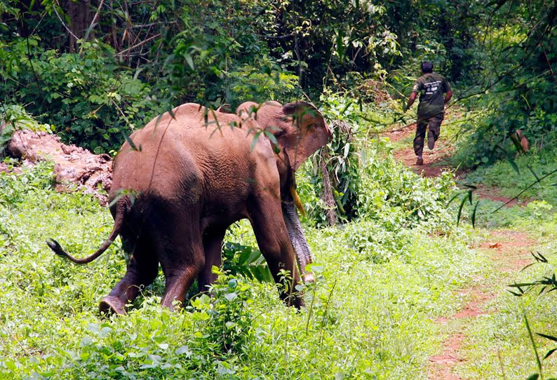 அய்யூர் வனப்பகுதியில் இருந்து வழித்தவறி கிராமத்திற்குள் புகுந்த காட்டு யானை