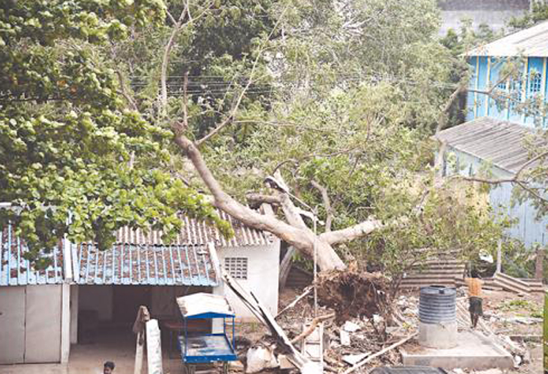 பலத்த காற்றுடன் திடீர் மழை; 10 மரங்கள் சாய்ந்தன