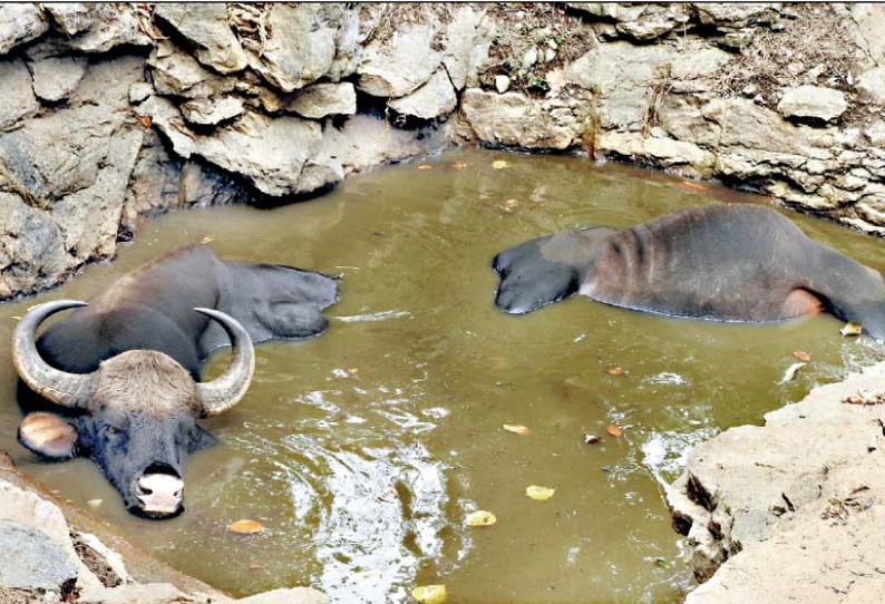 கிணற்றில் தவறி விழுந்த காட்டெருமை பலி மற்றொன்று உயிருடன் மீட்பு