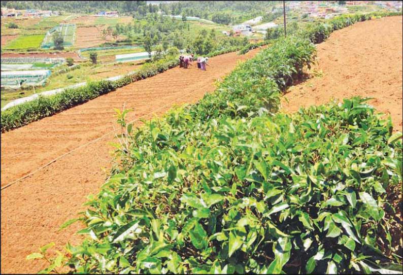 ஊட்டி அருகே மண் அரிப்பை தடுக்க தேயிலை செடிகளை நடவு செய்யும் விவசாயிகள்