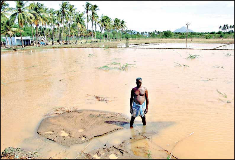 தாடிக்கொம்பு அருகே விளை நிலங்களுக்குள் புகுந்த தண்ணீர் விவசாயிகள் வேதனை