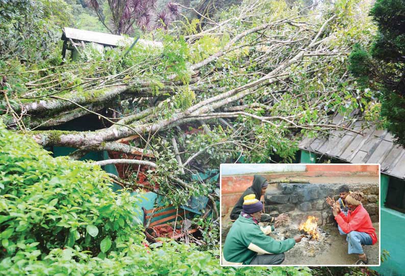 ஊட்டியில் அரசு தாவரவியல் பூங்காவில் மரம் விழுந்து கண்ணாடி மாளிகை சேதம்