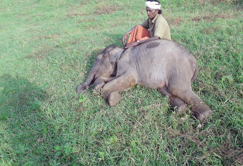 முதுமலை தெப்பக்காடு முகாமில் பாகனுடன் இயல்பாக பழகும் குட்டி யானை