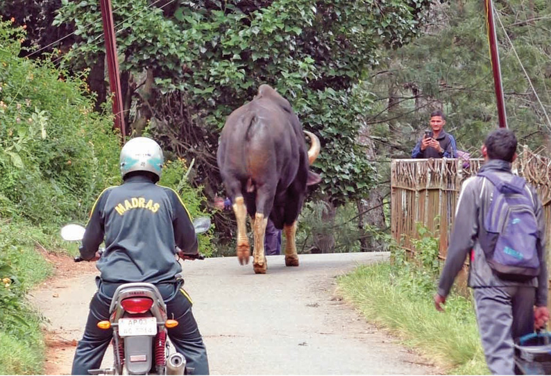 சாலையில் உலா வந்த காட்டெருமையை செல்போனில் படம் எடுத்த சுற்றுலா பயணிகள் வனத்துறையினர் எச்சரிக்கை