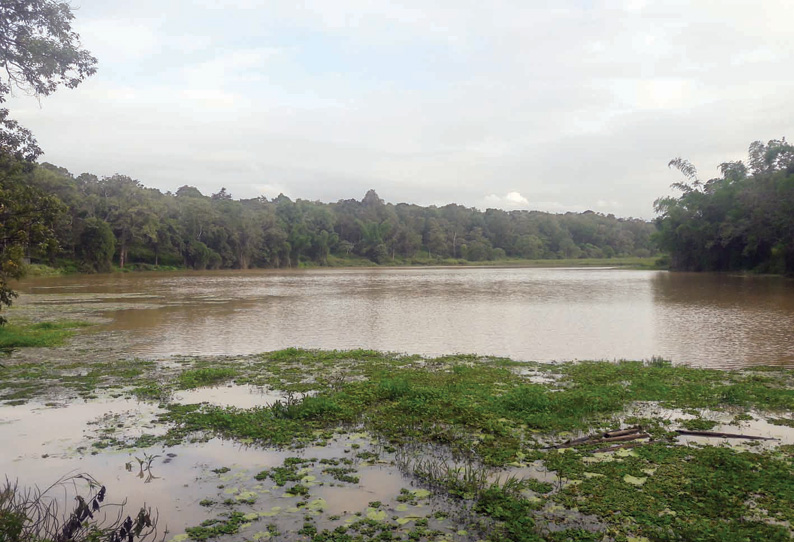 முதுமலை வனப்பகுதியில் தொடர் மழையால் நீர்நிலைகள் நிரம்பின