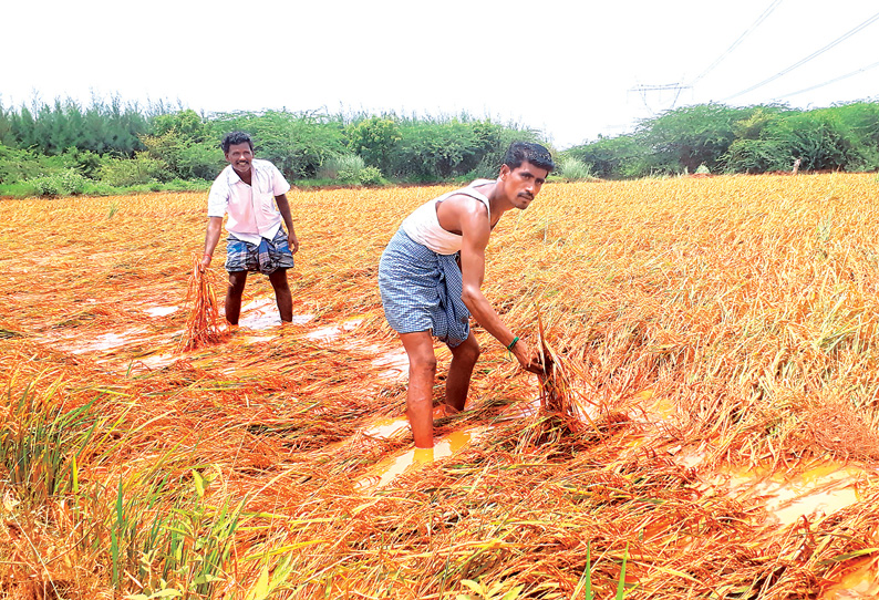 பண்ருட்டி பகுதியில் மழை: வெள்ளப்பெருக்கால் பாலங்கள் உடைந்தன, 50 கிராம மக்கள் பாதிப்பு