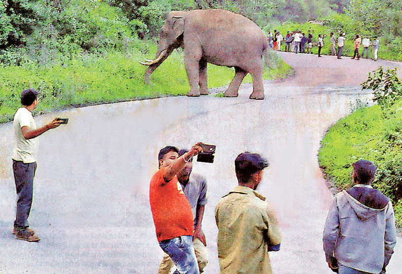 மூணாறில் சாலையில் உலா வந்த காட்டுயானை போக்குவரத்து பாதிப்பு