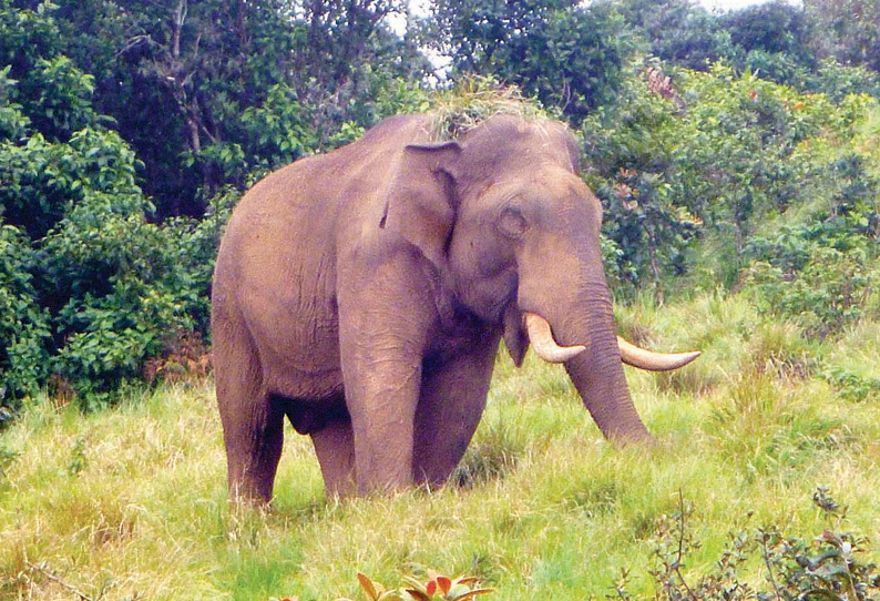 வால்பாறையில் தொடர்ந்து அட்டகாசம்: சி.எஸ்.ஐ.ஆலய சுற்றுச்சுவர், குடியிருப்புகளை இடித்து சேதப்படுத்திய காட்டுயானை