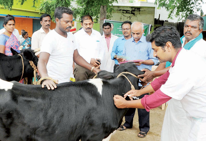 பெத்ததாளப்பள்ளியில் கால்நடைகளுக்கு கோமாரி நோய் தடுப்பூசி முகாம்