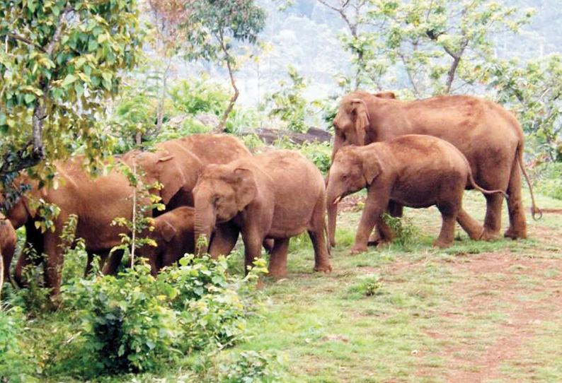 பந்தலூர் அருகே வனத்துறையினரை காட்டு யானைகள் துரத்தியதால் பரபரப்பு