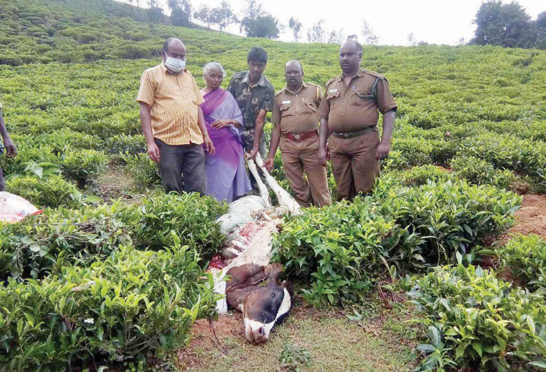 மஞ்சூர் அருகே சிறுத்தைப்புலி தாக்கி பசுமாடு சாவு