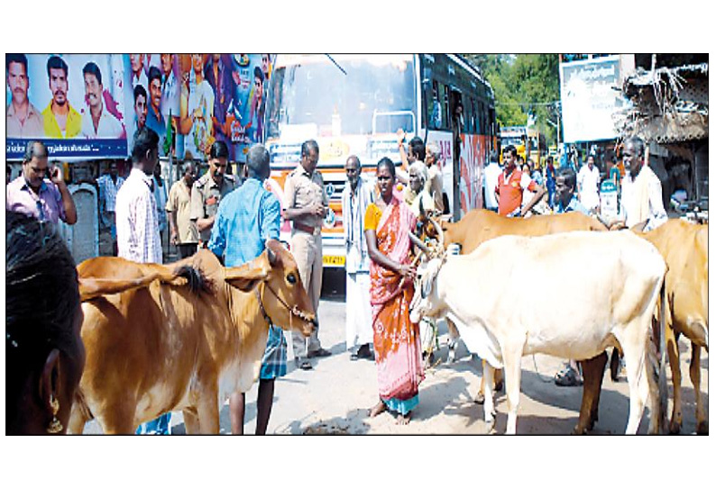 கால்நடை மருத்துவமனையில் போதிய மருந்துகள் இருப்பு வைக்கக்கோரி மாடுகளுடன் கிராம மக்கள் திடீர் சாலை மறியல்