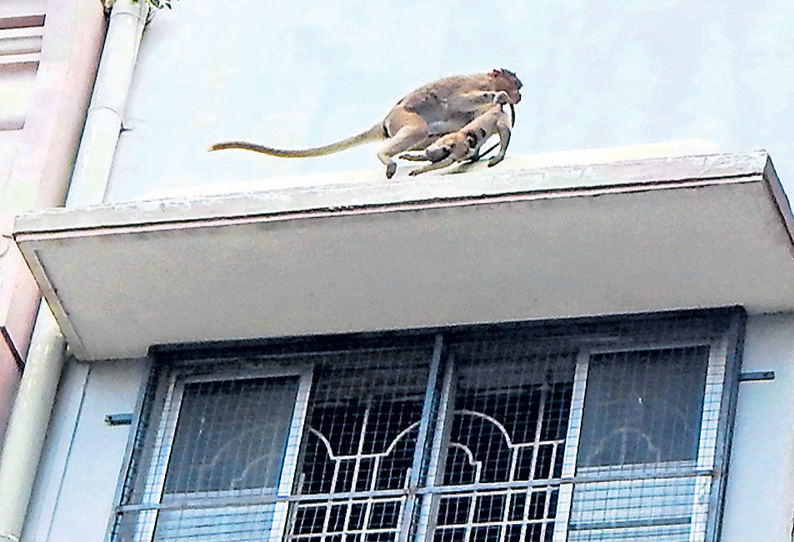 இறந்த குட்டியை தூக்கி கொண்டு 2 நாட்களாக திரியும் குரங்கு