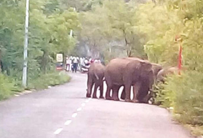 மருதமலை மலைப்பாதையில் சுற்றித்திரிந்த காட்டு யானைகள்