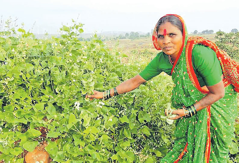 விதைகளின் தாய்