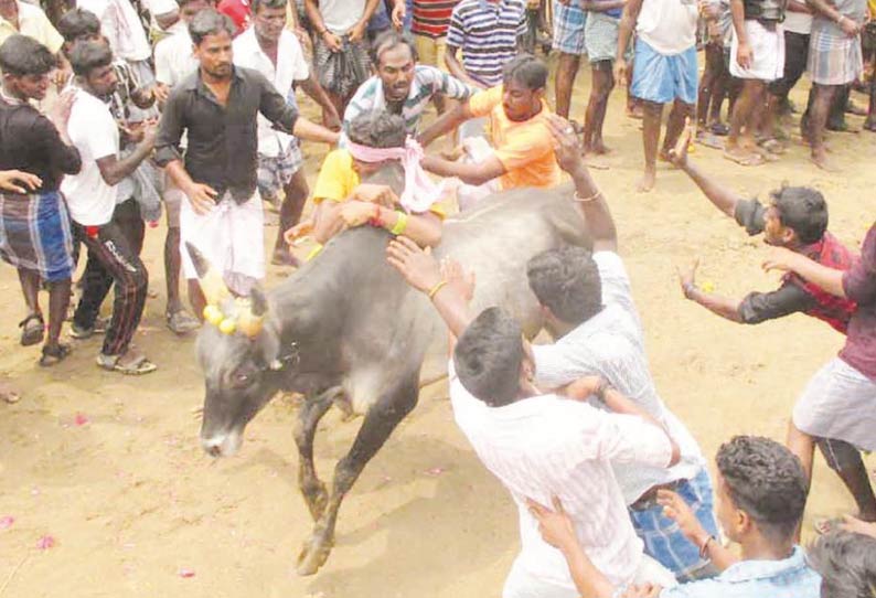 மஞ்சமேடு கிராமத்தில் ஜல்லிக்கட்டு காளைகள் முட்டியதில் 12 பேர் காயம்