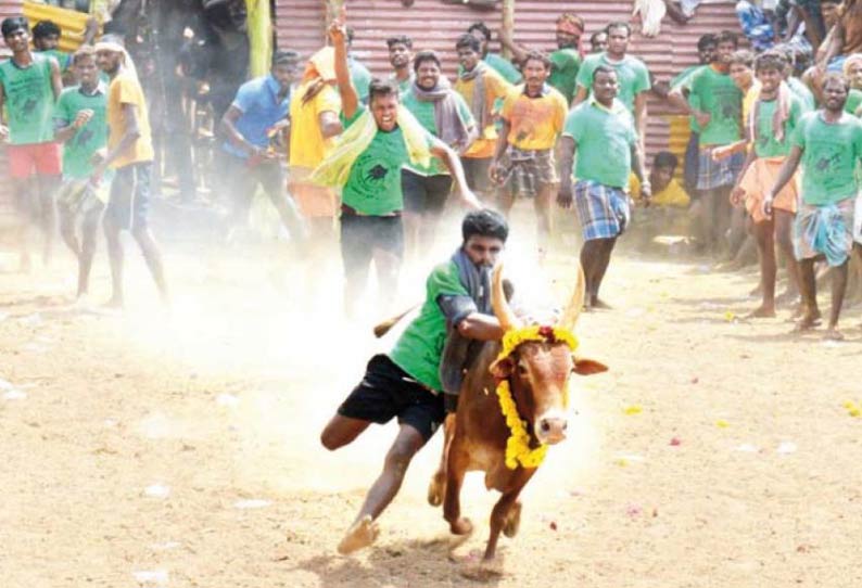 வேணாநல்லூர் கிராமத்தில் ஜல்லிக்கட்டு காளைகளை அடக்கிய வீரர்கள் பரிசை தட்டி சென்றனர்