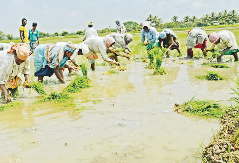 கல்லணை தண்ணீர் வந்ததால் விவசாய பணிகள் தீவிரம்