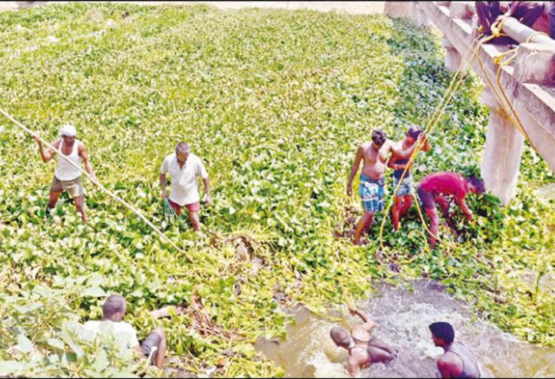 கல்லணைக்கால்வாய் தண்ணீர் கடைமடை பகுதிக்கு நாளை சென்றடையும் ஆகாயத்தாமரைகள் அகற்றும் பணி