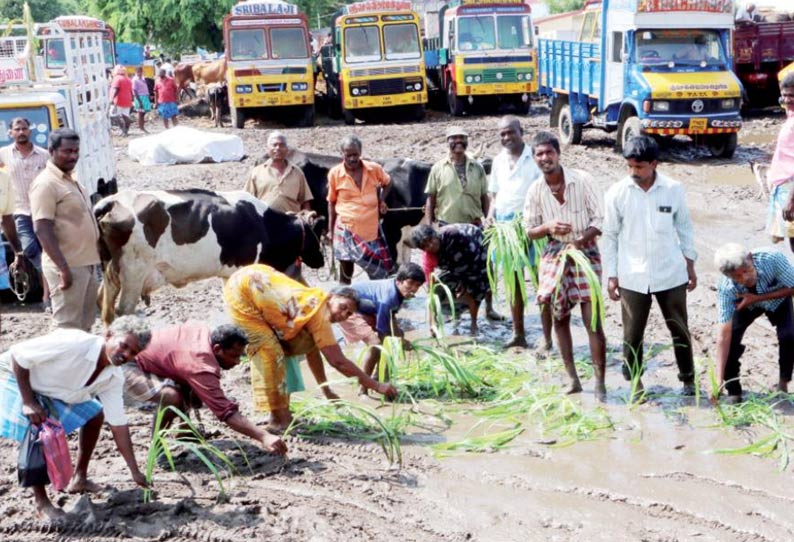 பொய்கை மாட்டு சந்தையில் சுகாதார சீர்கேட்டை கண்டித்து நாற்று நடும் போராட்டம்