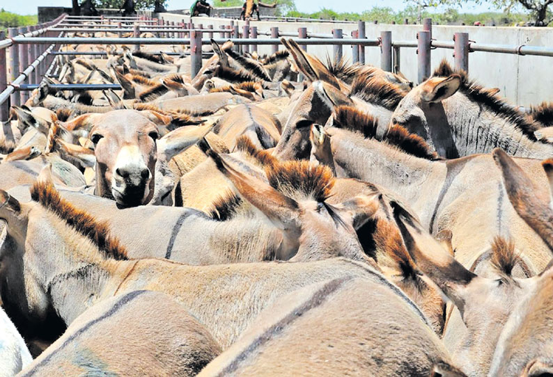 ஆப்பிரிக்க கழுதைகளை காவுகொள்ளும் ‘சீனப் பசி’!