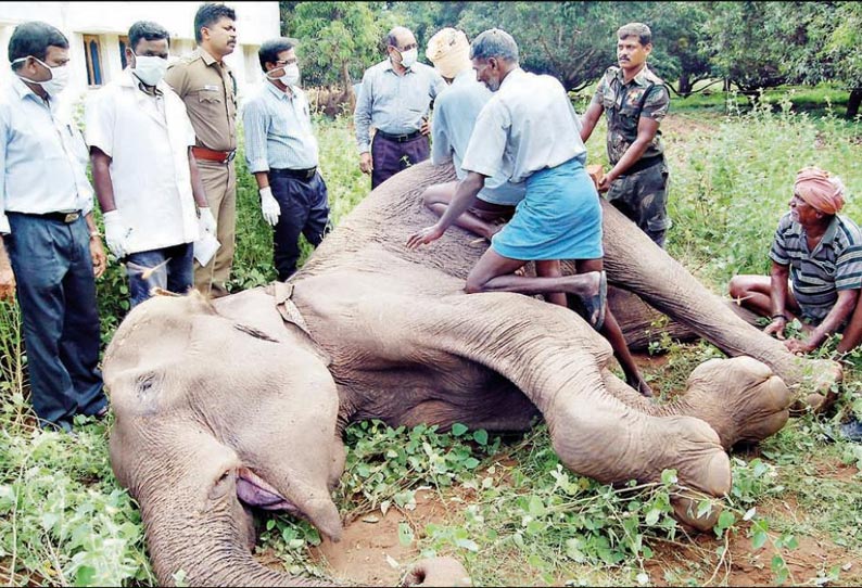 பழனி அருகே நோயால் பாதிக்கப்பட்ட காட்டு யானை சாவு