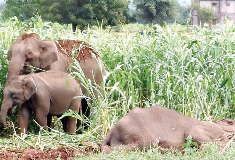 சோளக்காட்டில் மயங்கி கிடந்த பெண் யானையை குட்டியுடன் சுற்றி வந்த யானை