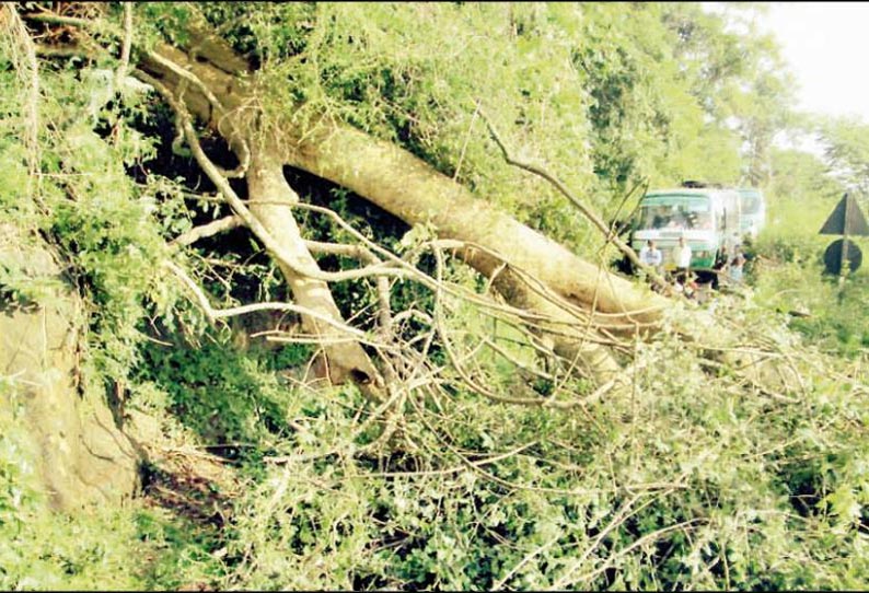 மலைப்பாதையில் வேரோடு சாய்ந்த மரம் 5 மணி நேரம் போக்குவரத்து பாதிப்பு